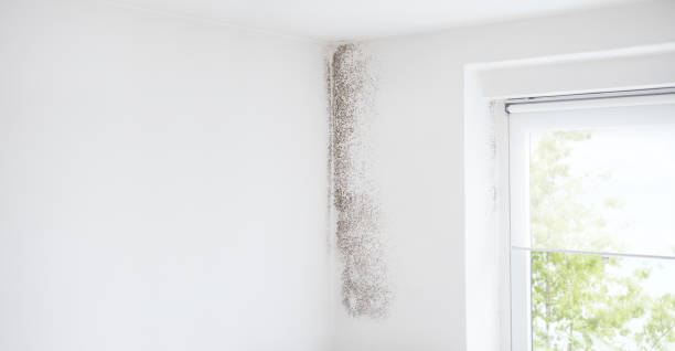Mold Remediation for Vacation Homes in Los Ranchos De Albuquerque, NM